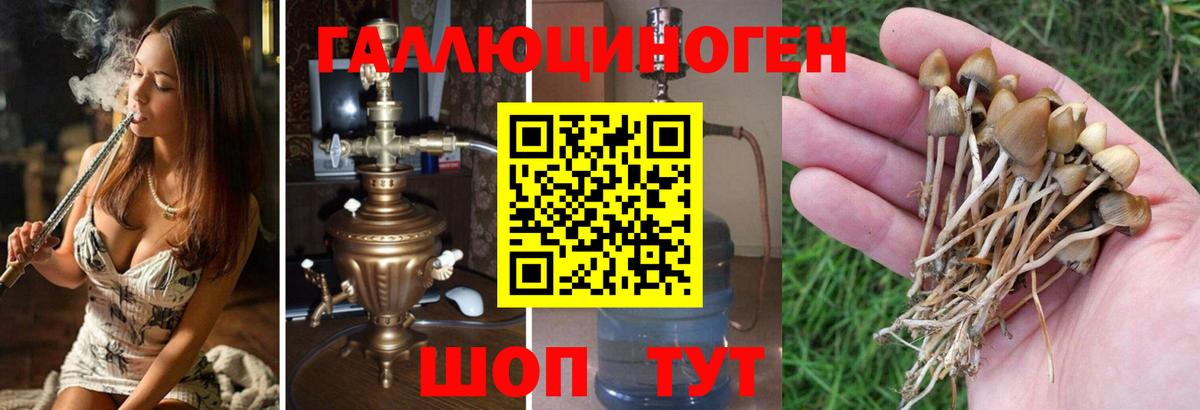 Галлюциногенные грибы Cubensis Бийск